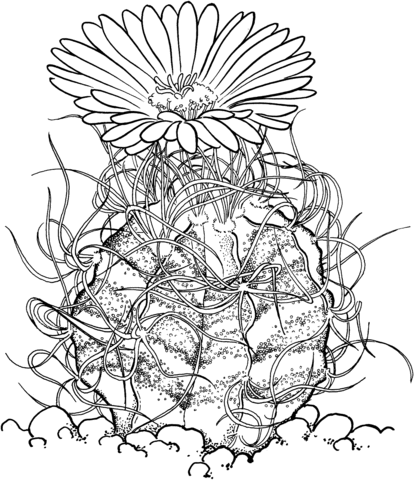 Astrophytum Capricorne Or Goat'S Horn Cactus Coloring Page